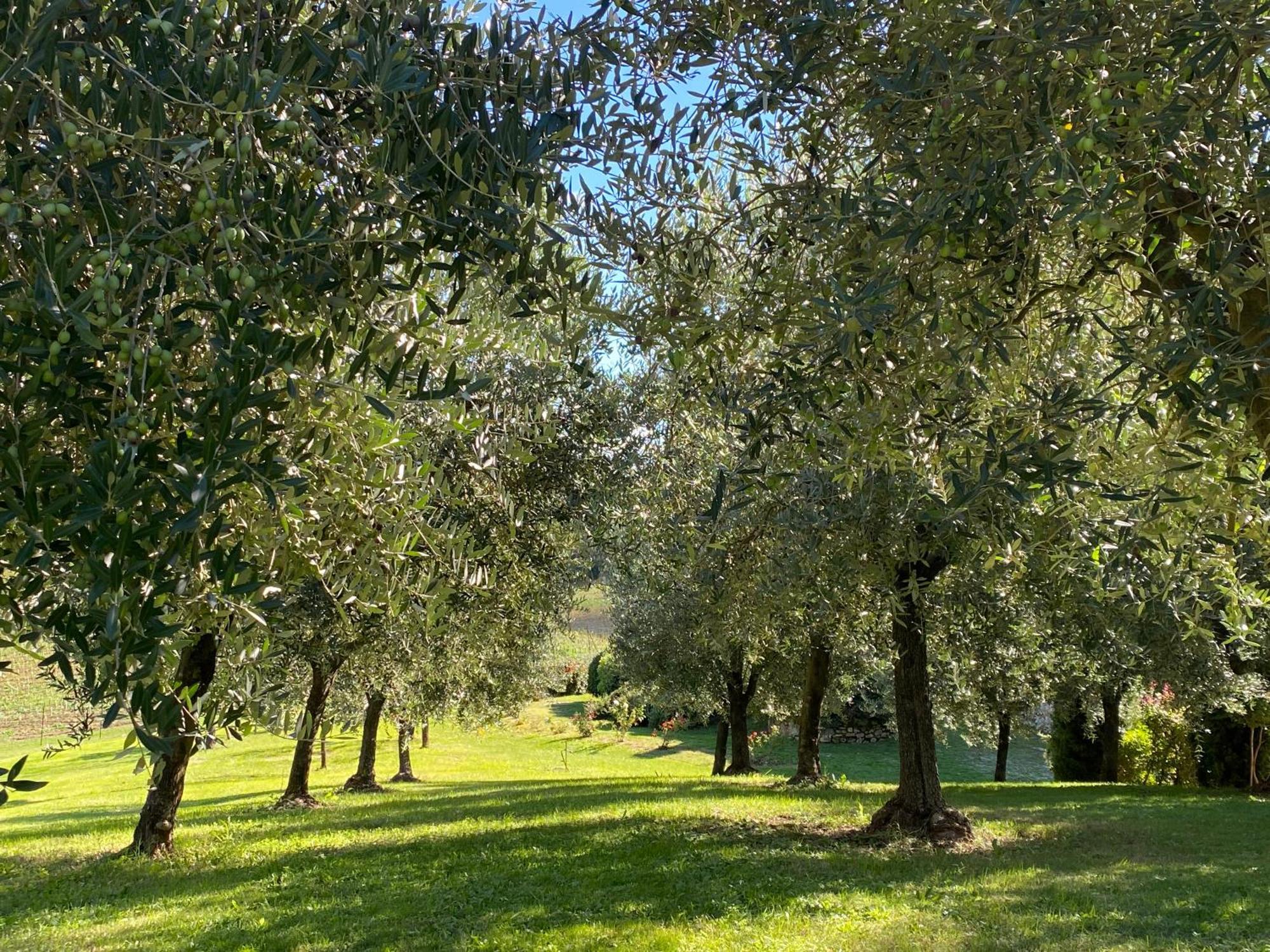 Podere Casanuova ซานจีมิญญาโน ภายนอก รูปภาพ