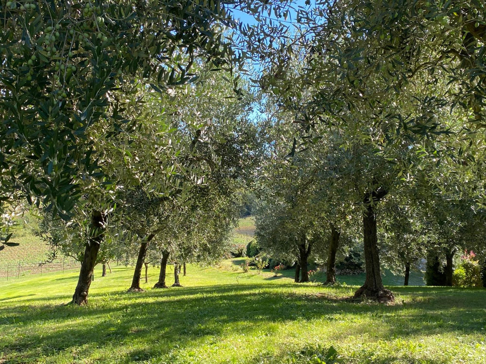 Podere Casanuova ซานจีมิญญาโน ภายนอก รูปภาพ